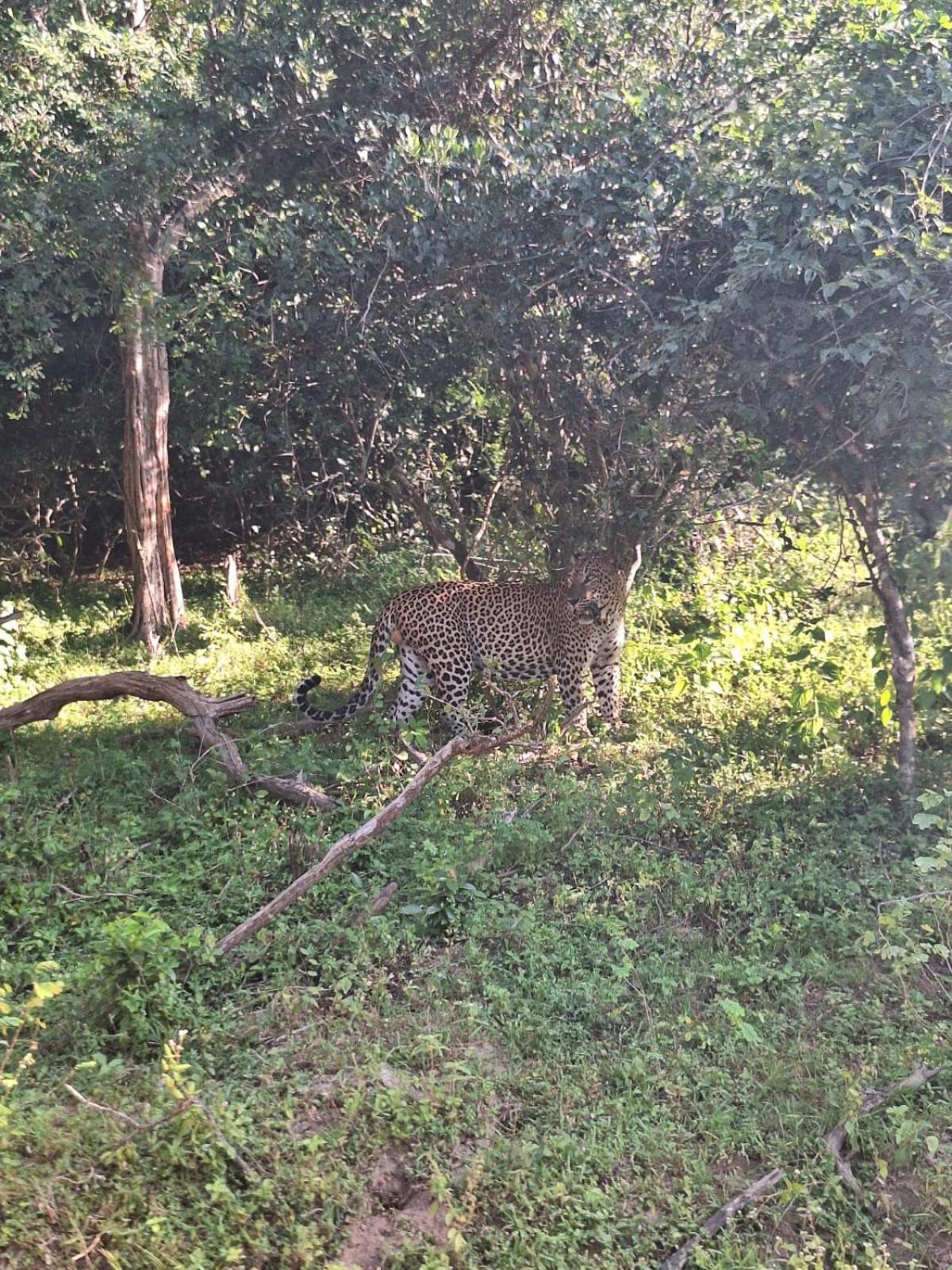 Saman Resort Yala Tissamaharama Exteriör bild